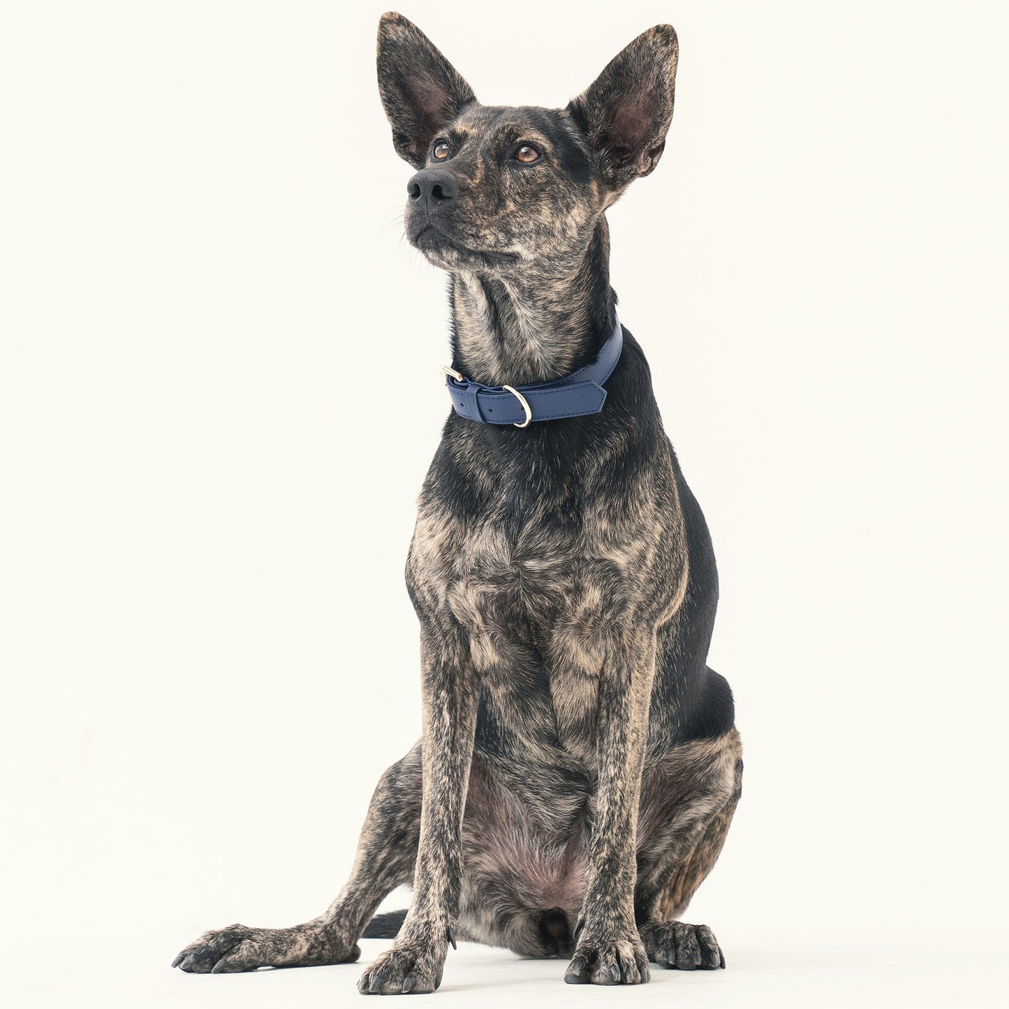 Collar - Midnight Blue