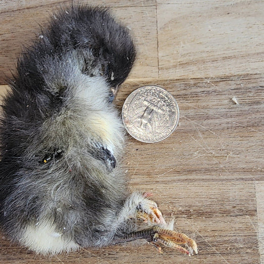 Freeze Dried Chicken (Baby)