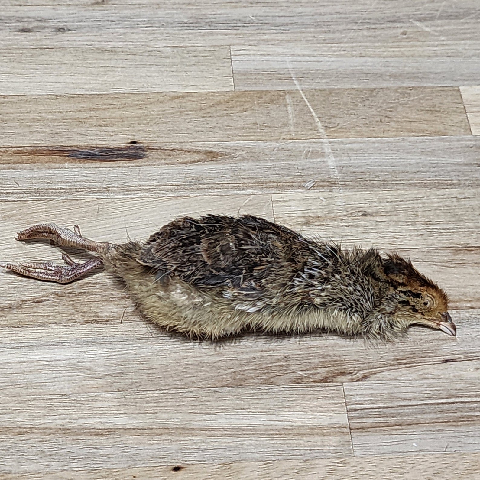 Freeze Dried Quail (Small)