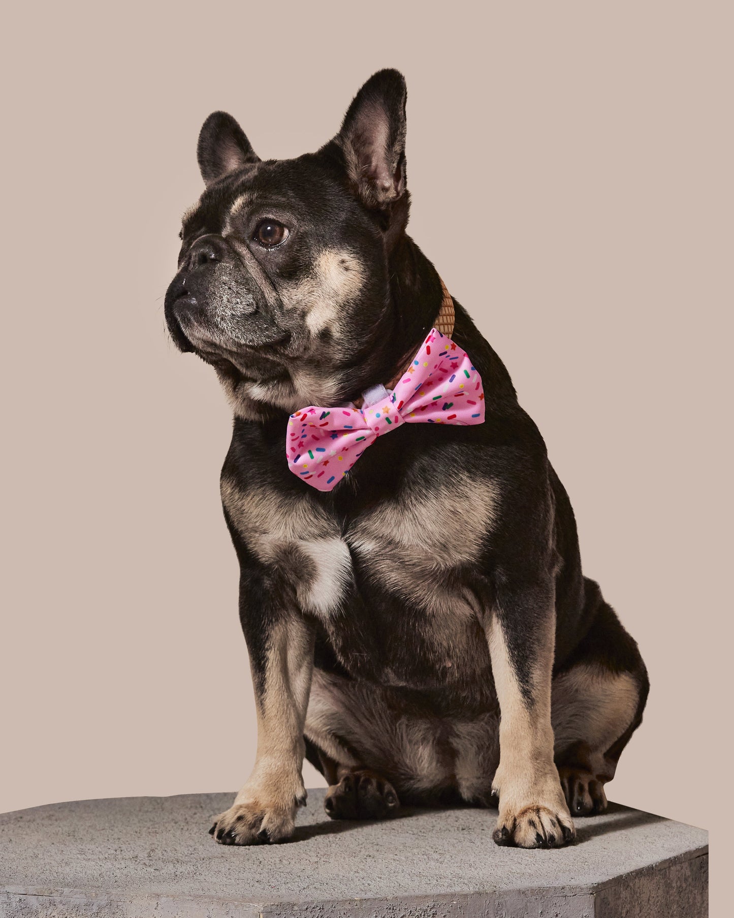 Sprinkle Me Pink Dog Collar & Bowtie