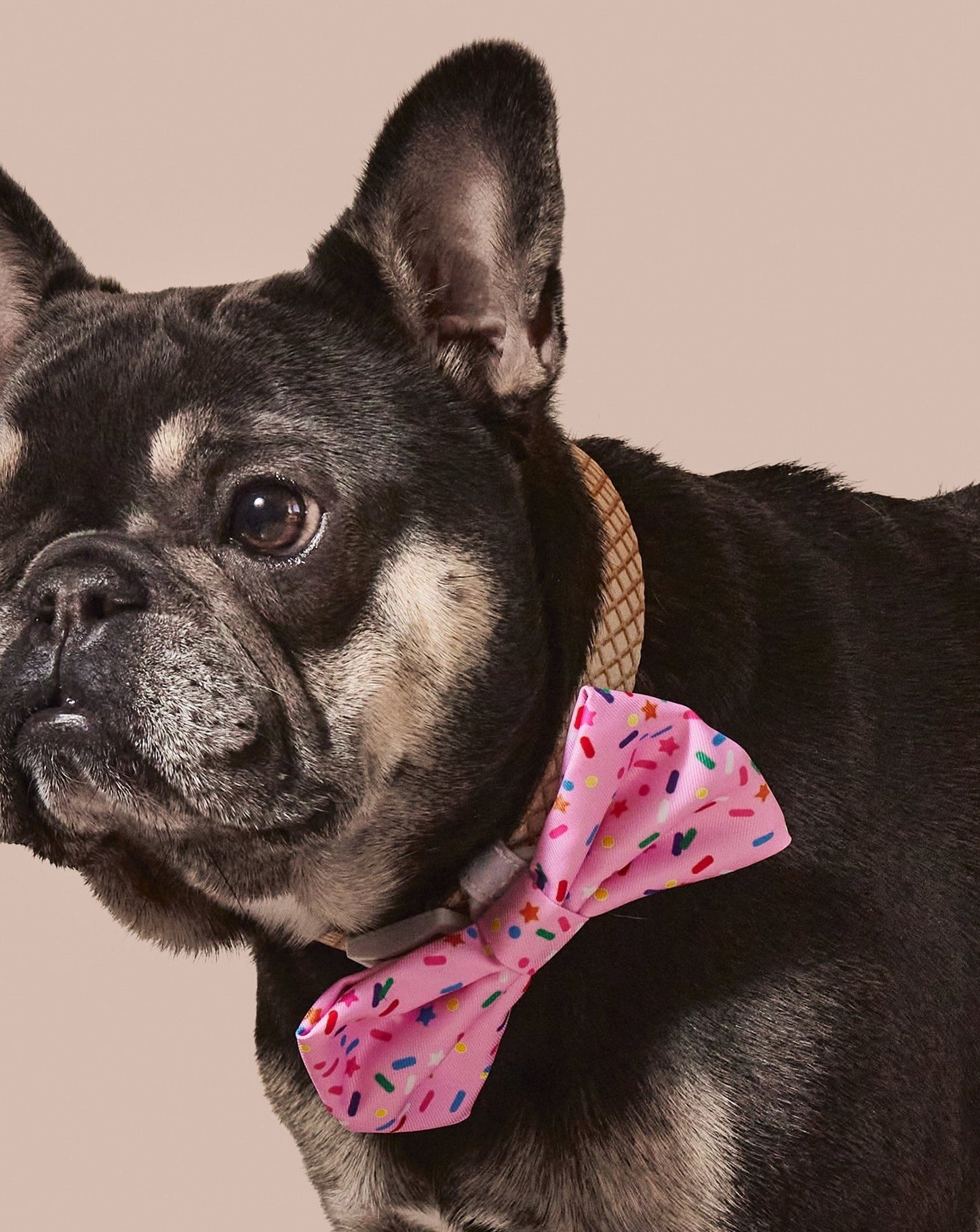 Sprinkle Me Pink Dog Collar & Bowtie