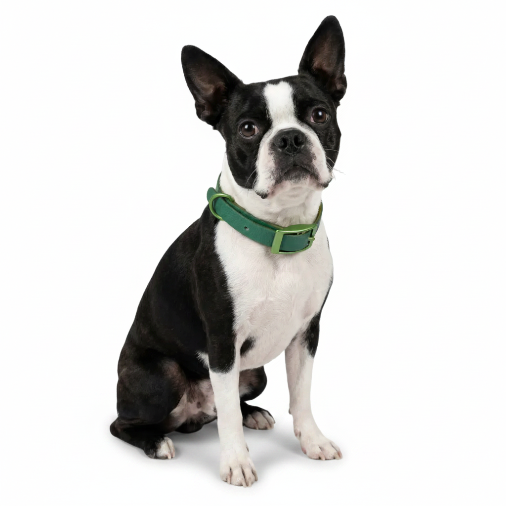 Jelly Collar - Waterproof Collar For Small Dogs