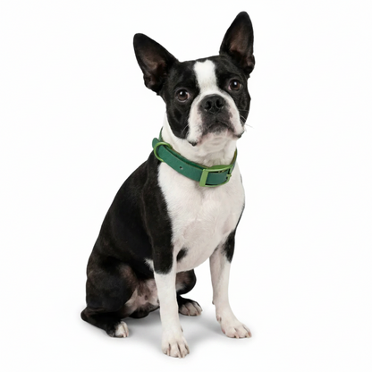 Jelly Collar - Waterproof Collar For Small Dogs