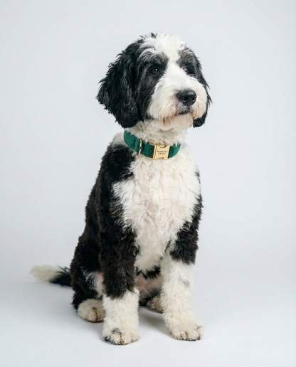 Signature Velvet Collar - Fir