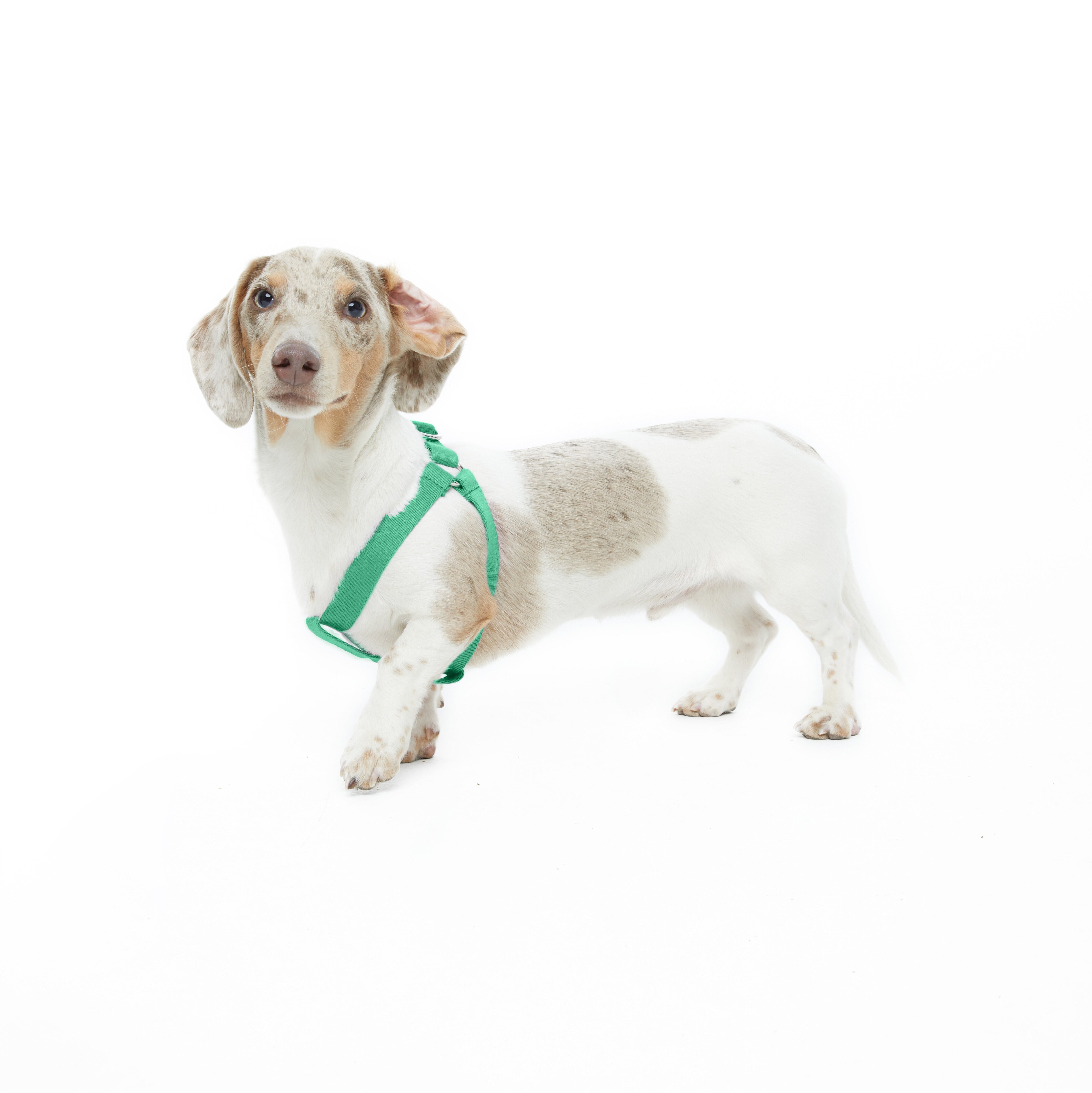 Step In Harness