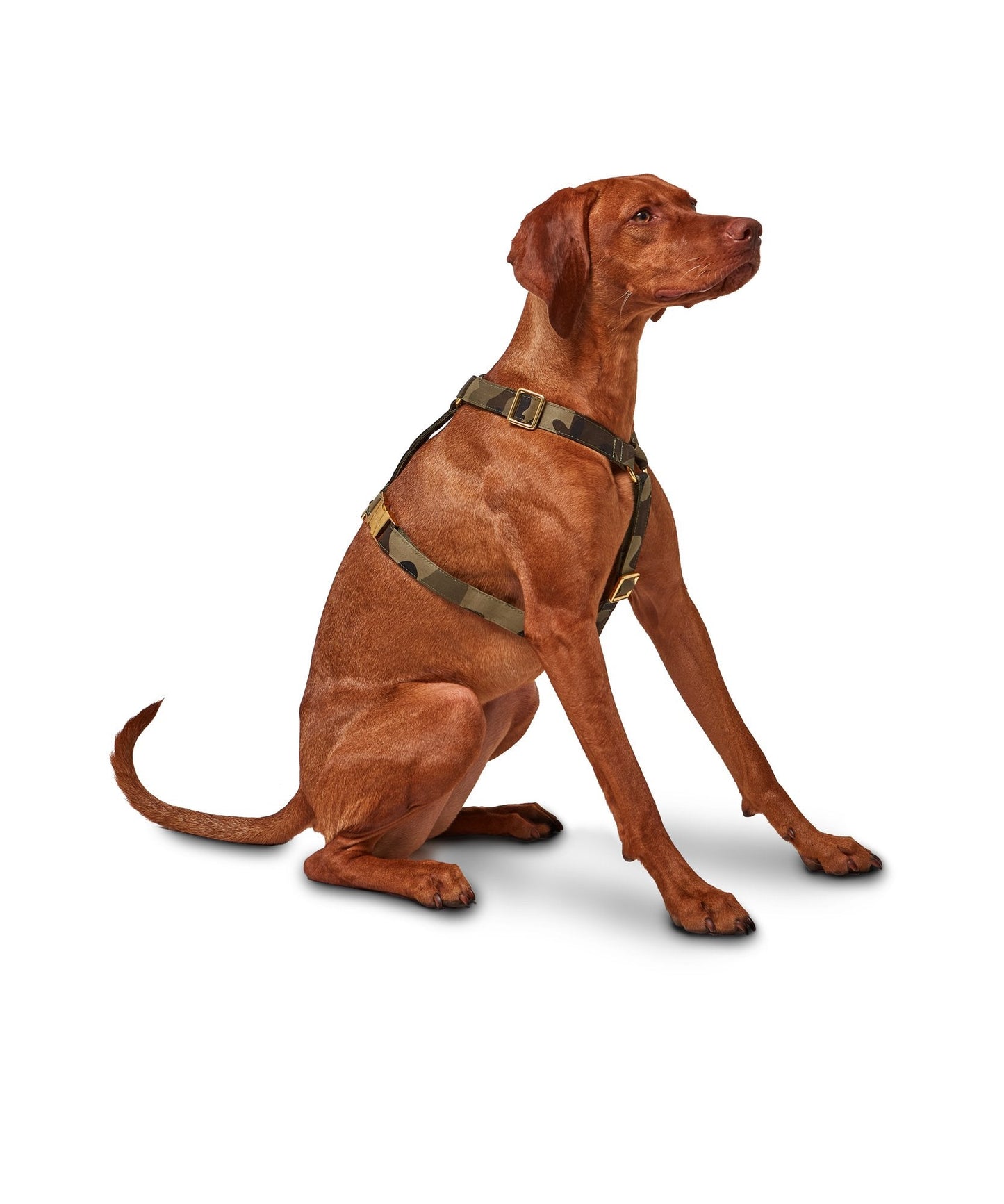 Camouflage Harness - Camo