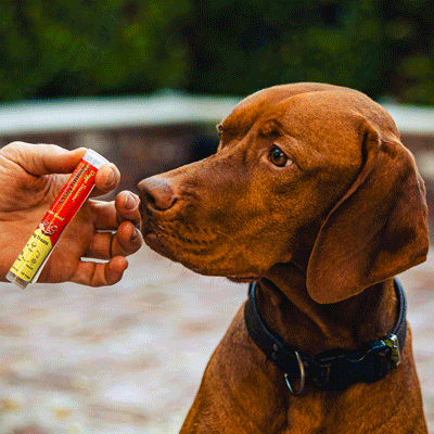 Doggo Discs - The Perfect Dog Training Treat