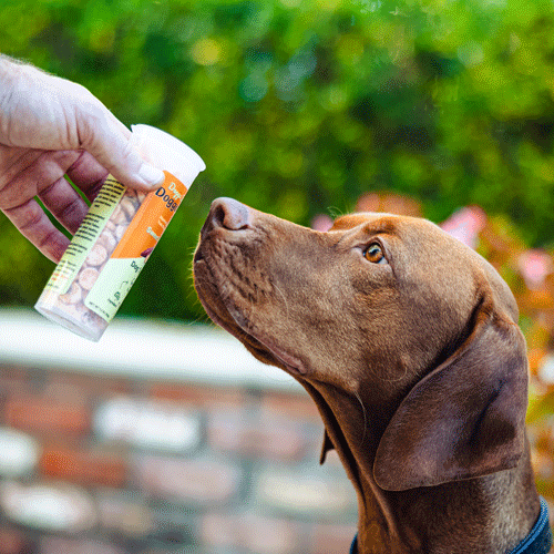 Doggo Discs - The Perfect Dog Training Treat