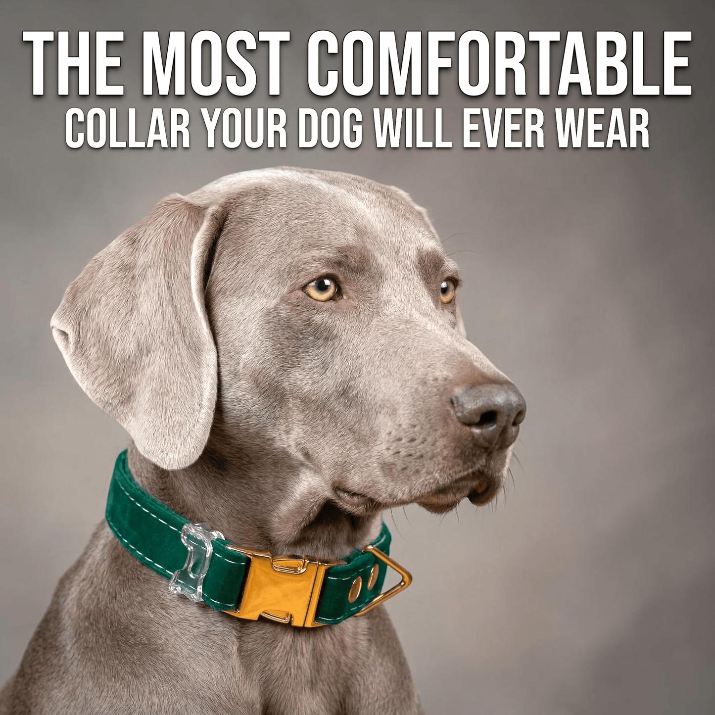Luxe Velvet Fi-Compatible Dog Collar - Fi GPS Included