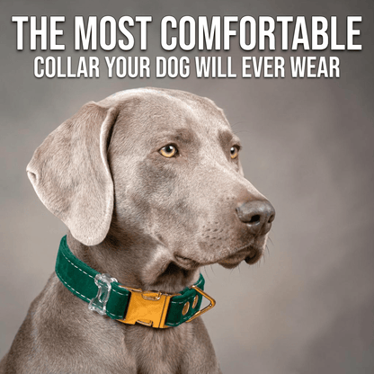 Luxe Velvet Fi-Compatible Dog Collar - Fi GPS Included