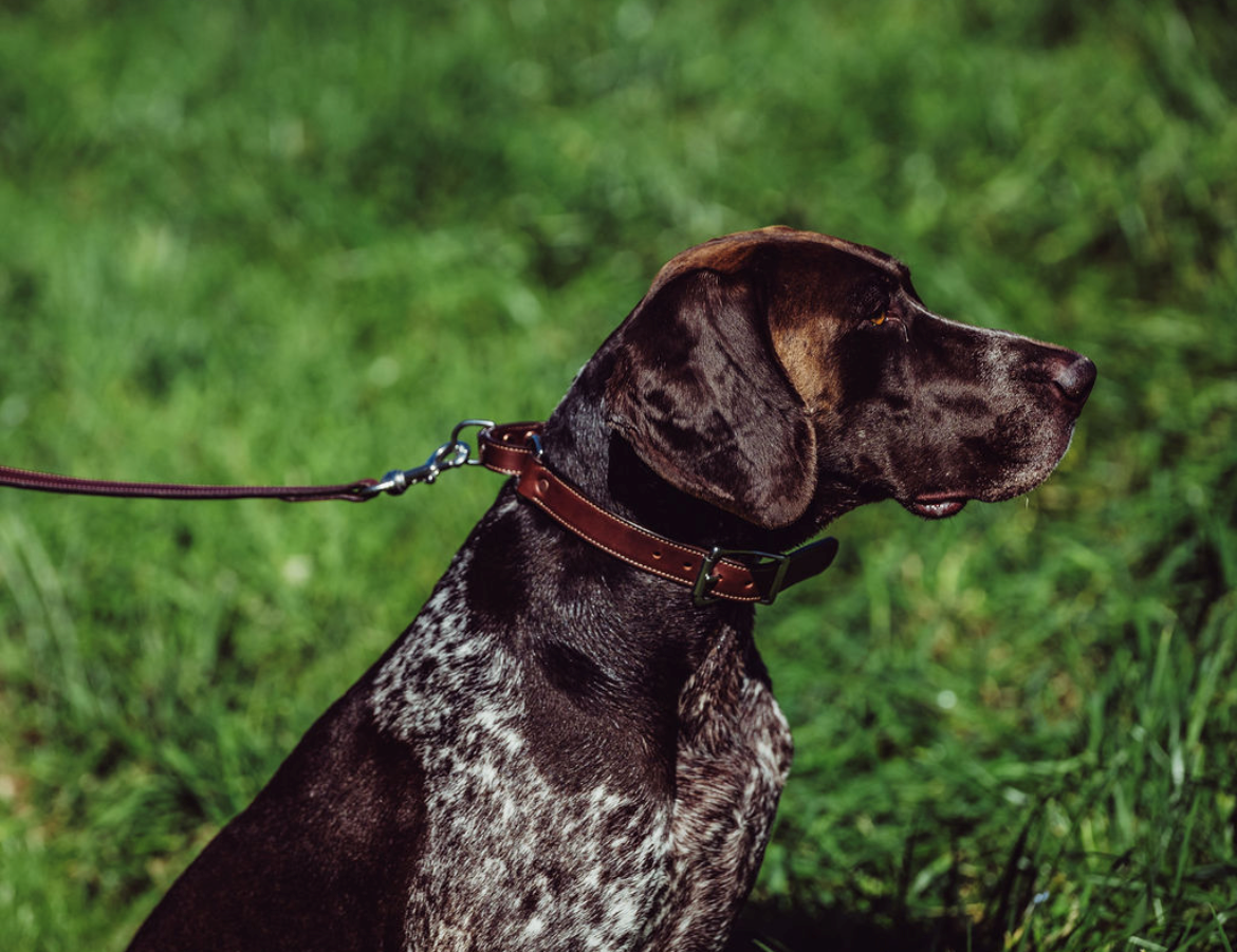 Martingale Collar