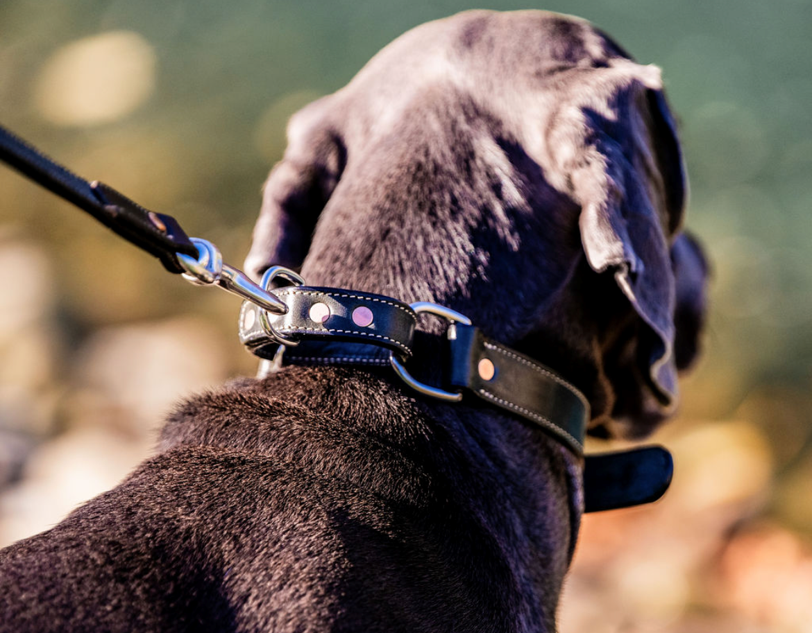 Martingale Collar