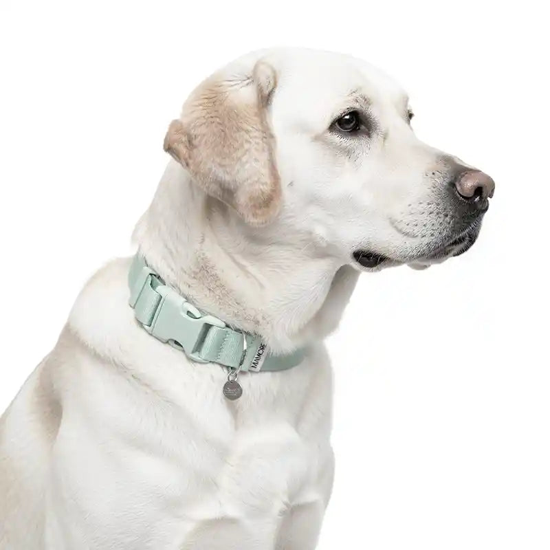 Amore Dog Collar in Mint Green