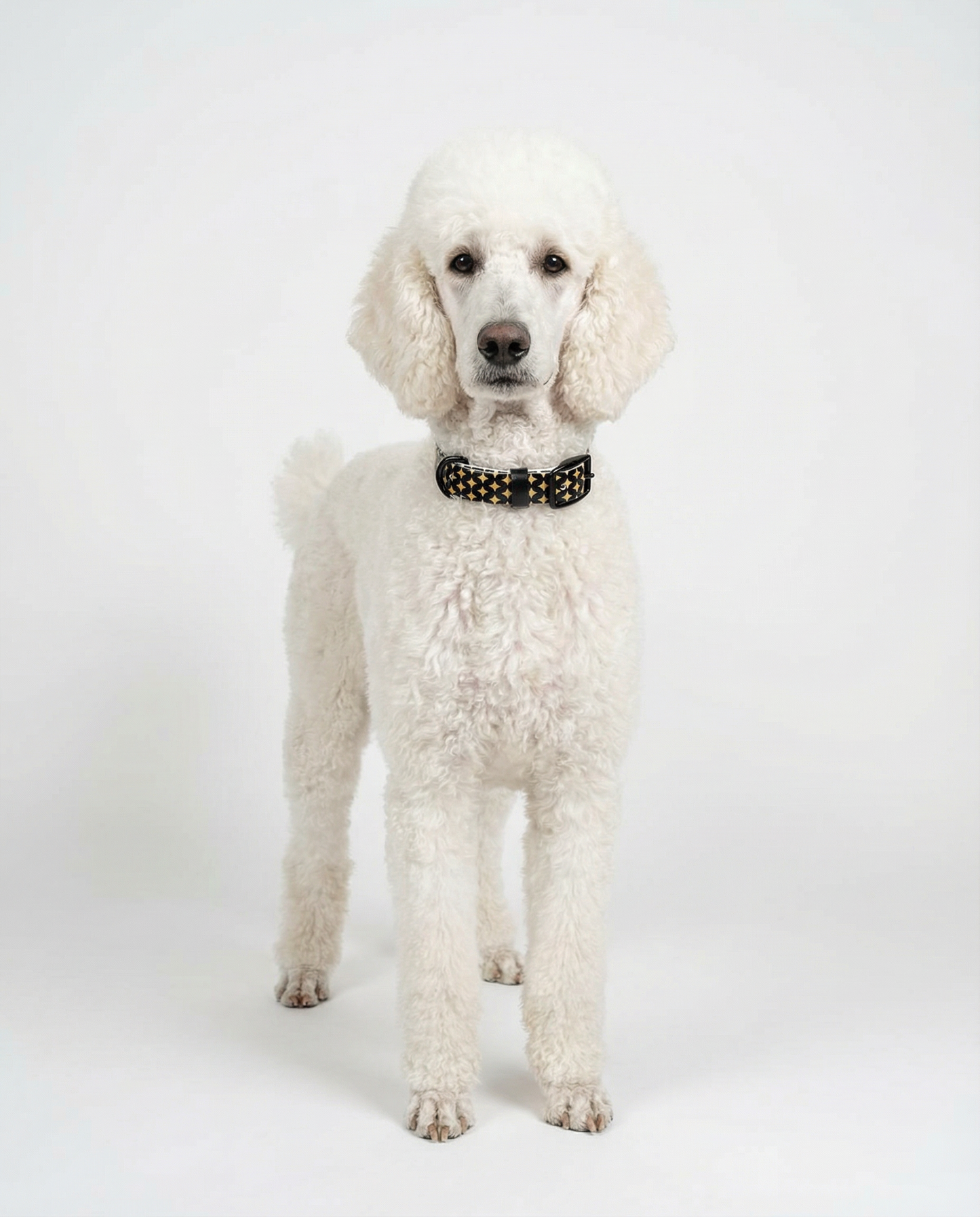 Signature Star Pattern Biothane Collar