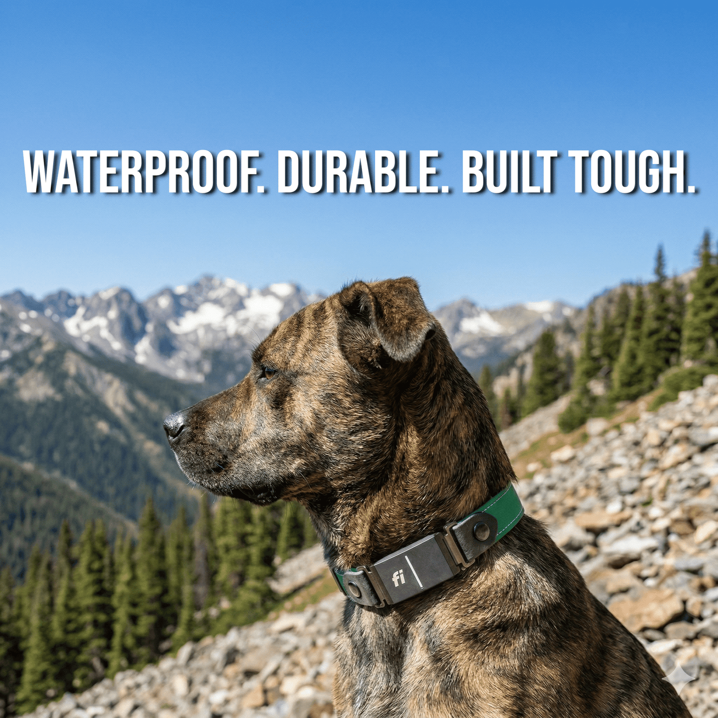 Rugged Fi-Compatible Dog Collar - Fi GPS Included
