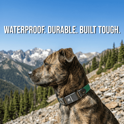 Rugged Fi-Compatible Dog Collar - Fi GPS Included
