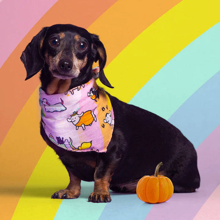 Bandana・Halloweenie