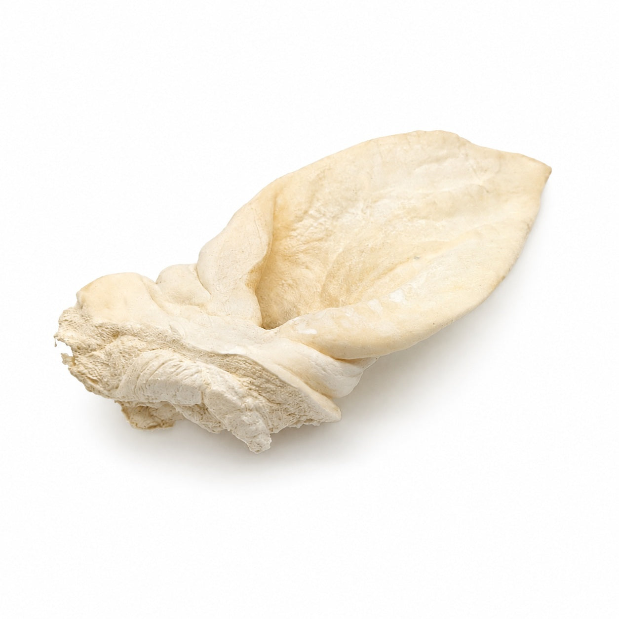 White Puffed Water Buffalo Ears for Dogs | Natural Buffalo Ear Chews 10 Pack
