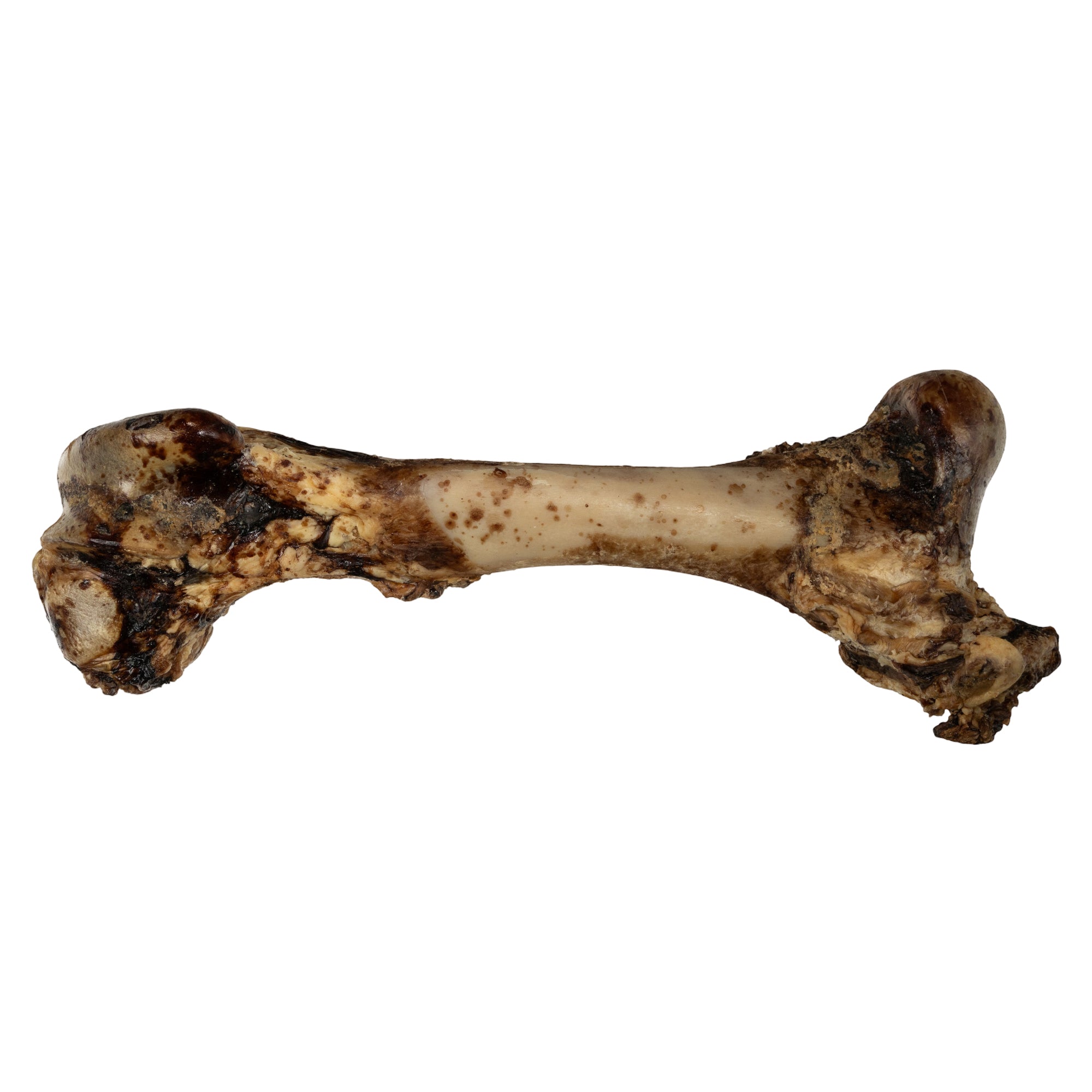 Whole Femur Bone Dog Treat – All-Natural, Long-Lasting Dog Chew (1-Count)